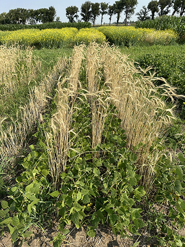 Dry beans grow between rows of fall rye cover crops