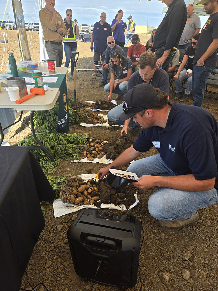 Local growers inspect potato plants from a Farming Smarter research trial at a McCain field day.