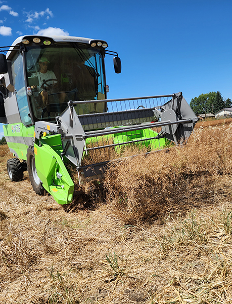 Plot combine harvesting canola trial