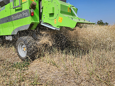 Canola chaff flying out of the combine