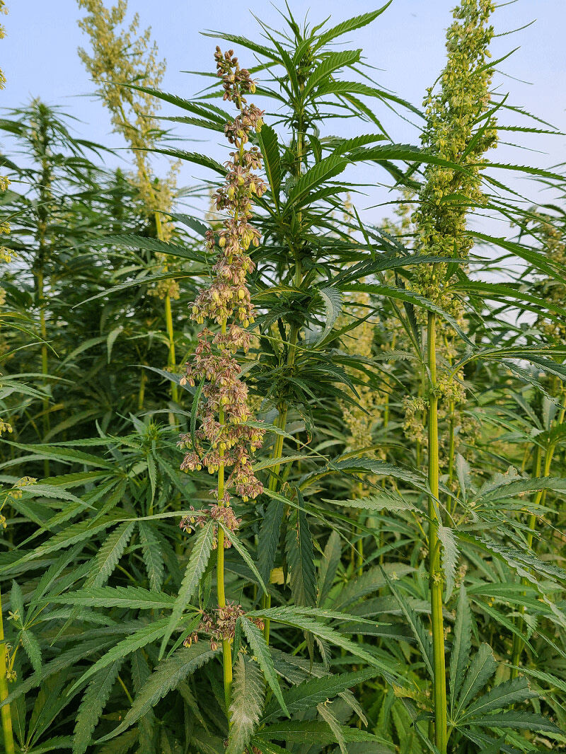 Hemp Herbicide