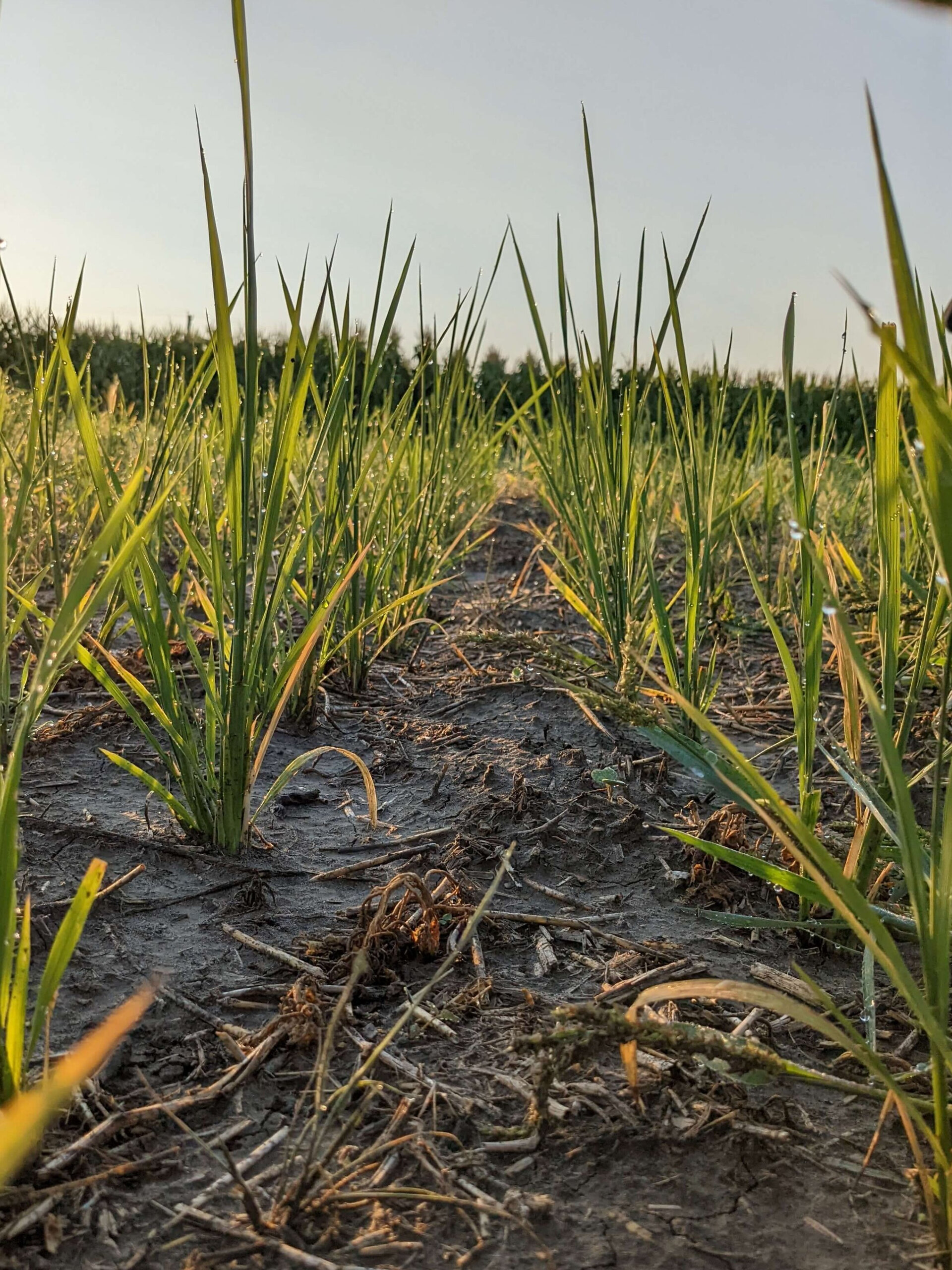 Upland Rice