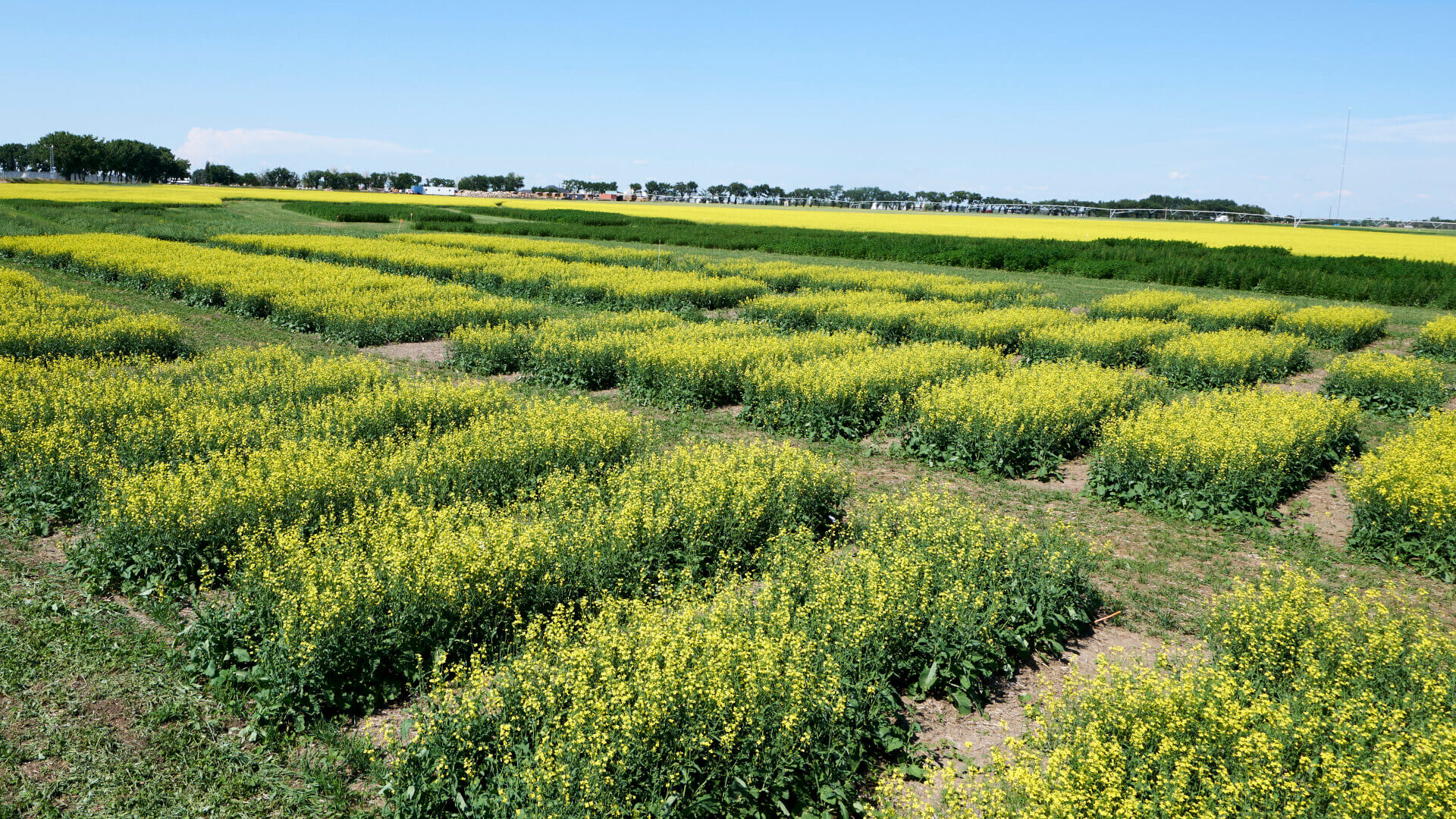 Canola Performance Trials