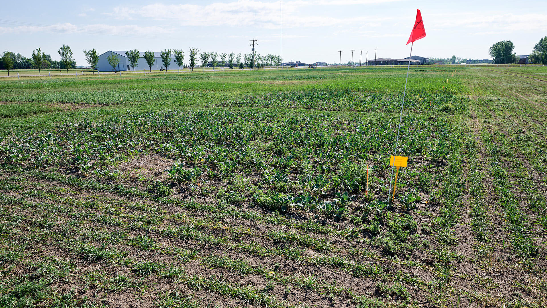 Cover Crops Across Prairie Canada