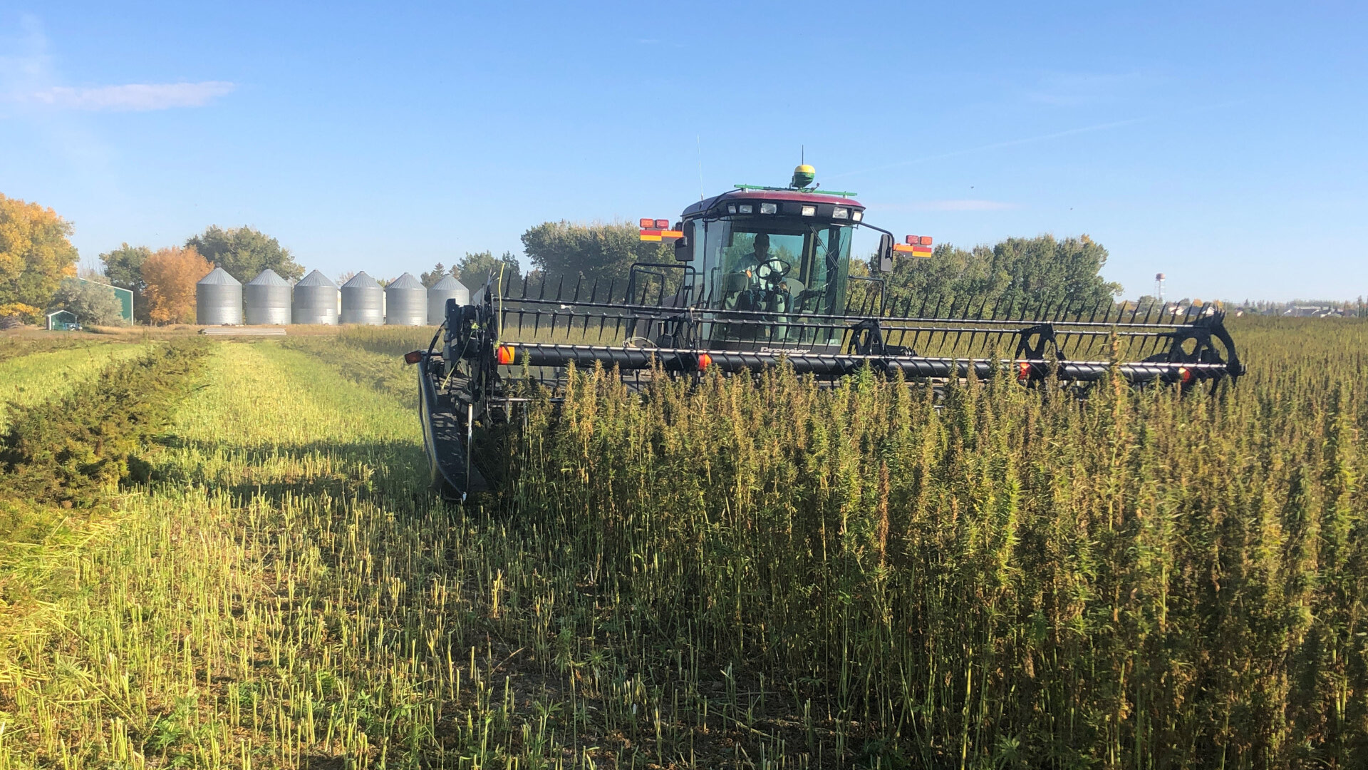 Hemp Fiber & Grain Yield