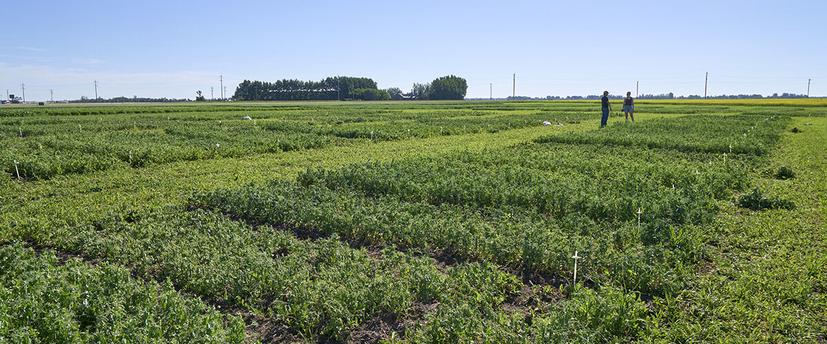 Increasing adoption of sustainable pulse crop production in southern Alberta