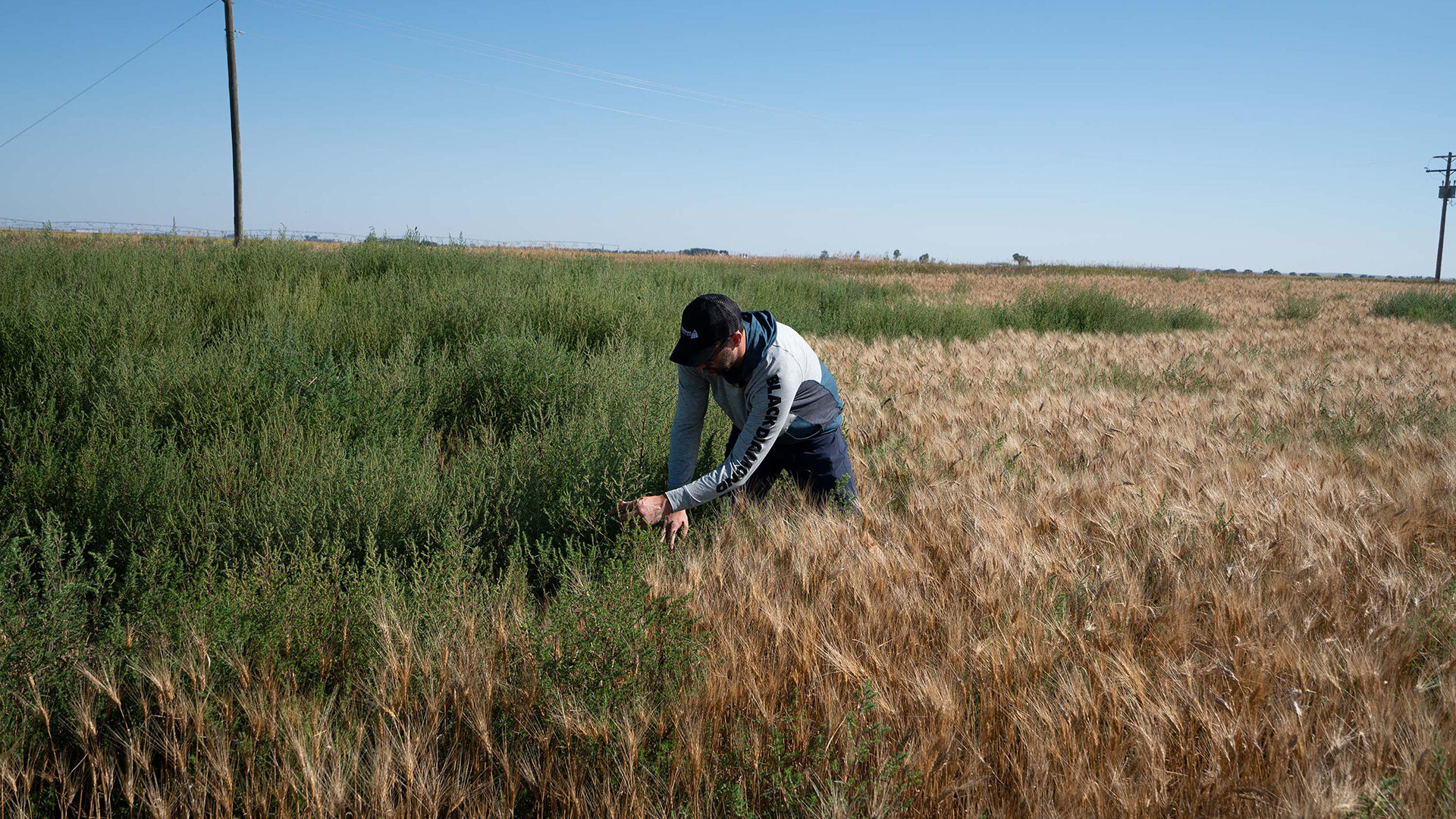 Managing Herbicide Resistant Kochia