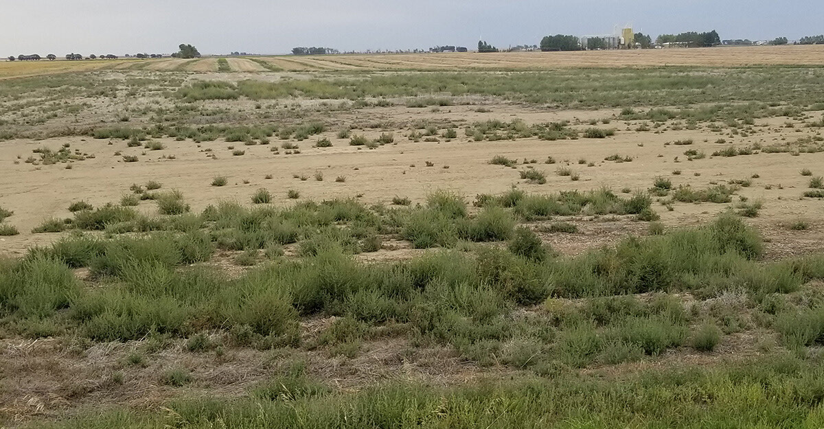 Kochia Management in Pulses