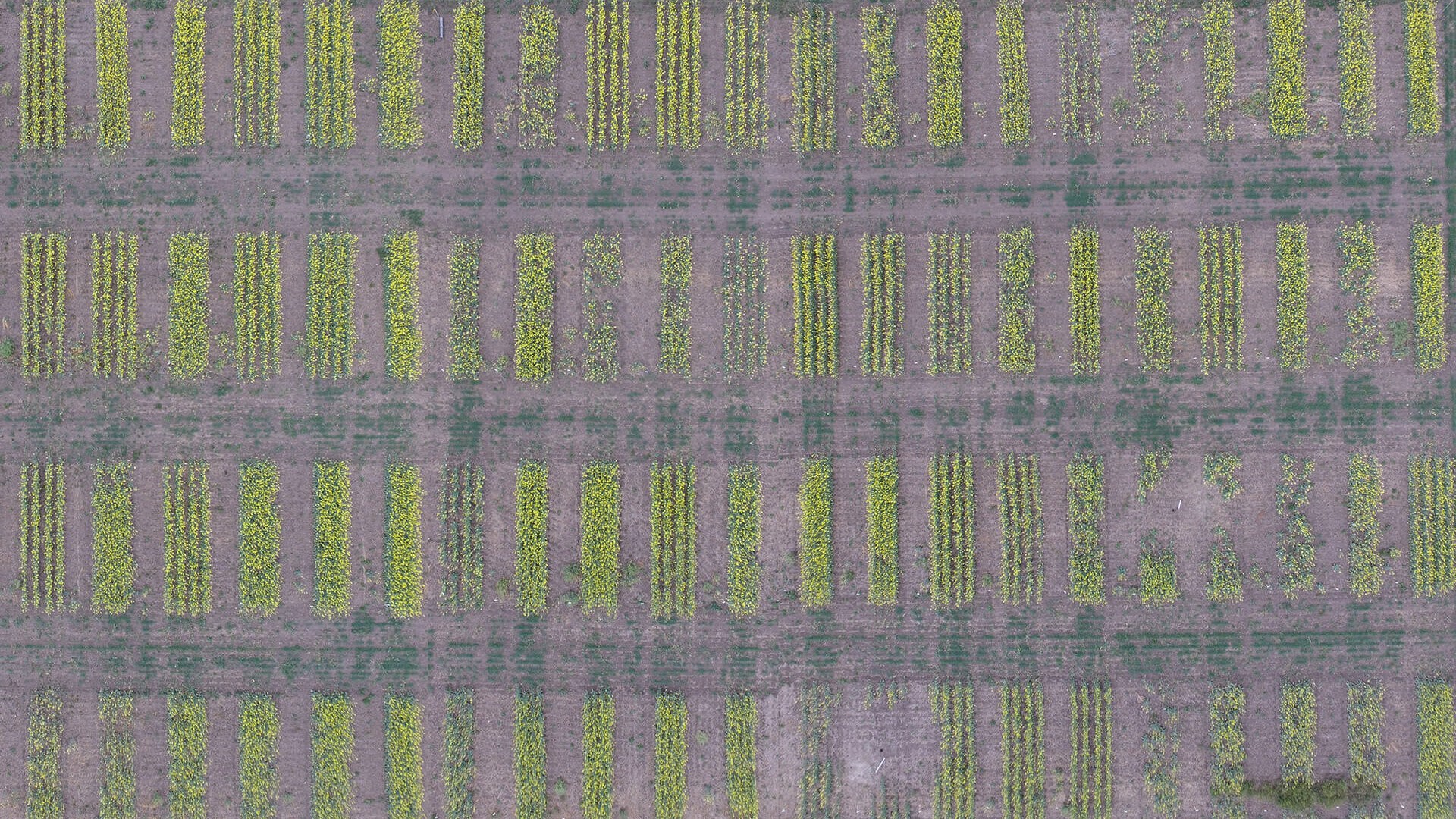 Precision Canola