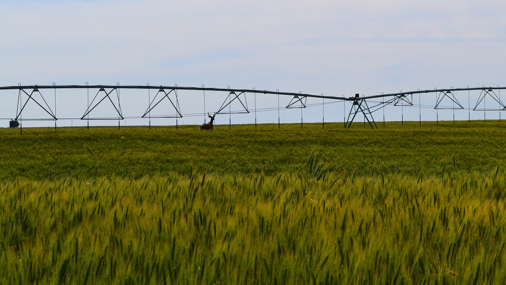 Grazing Winter Cereals