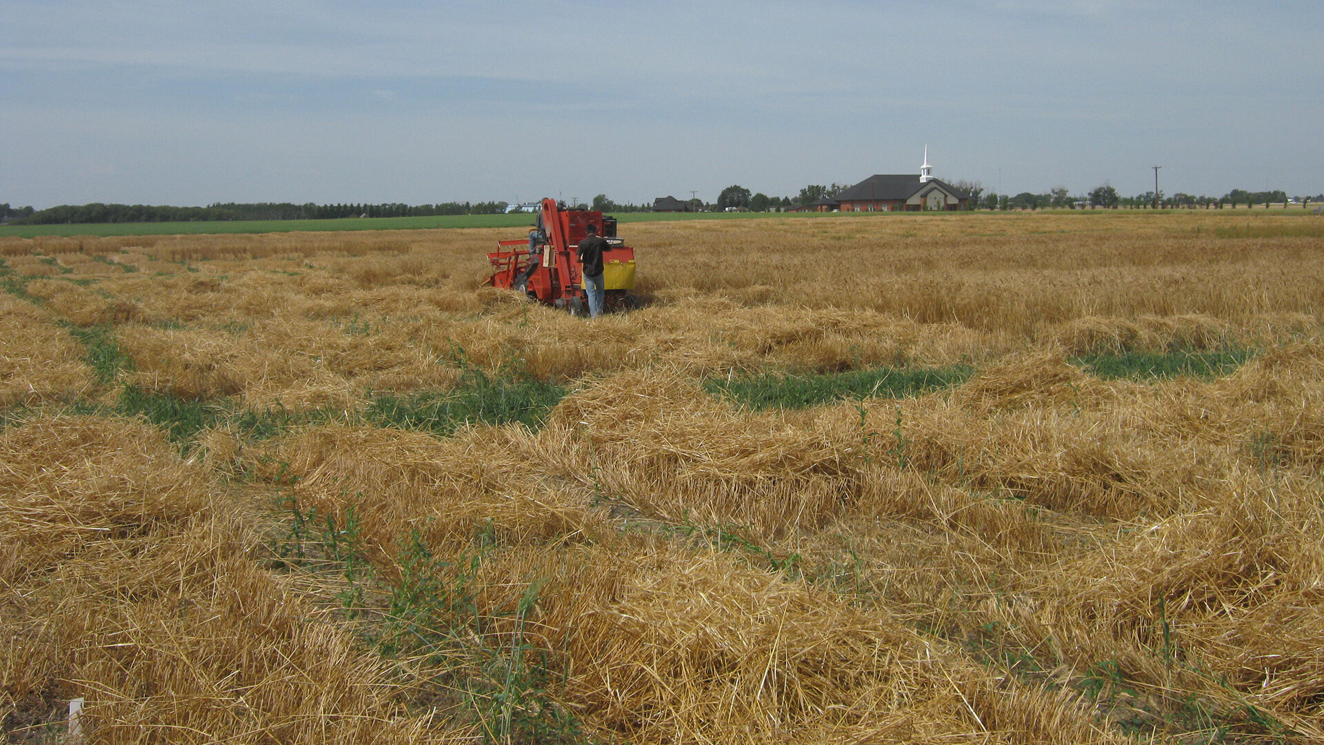 Winter Wheat - AAFC